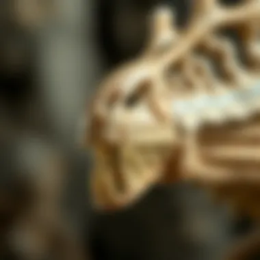 Evolutionary timeline of raptor teeth adaptations across species.