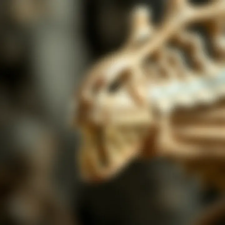 Evolutionary timeline of raptor teeth adaptations across species.