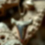 A beautifully crafted dinosaur tooth necklace showcasing intricate designs.