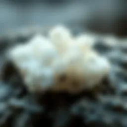A detailed crystalline structure of borax