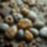 Stunning display of polished dinosaur bone cabochons showing unique patterns.