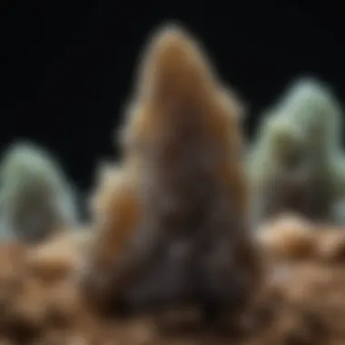 A natural fulgurite specimen displayed against a contrasting background