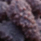 Close-up view of grape agate showcasing its unique vesicular structure