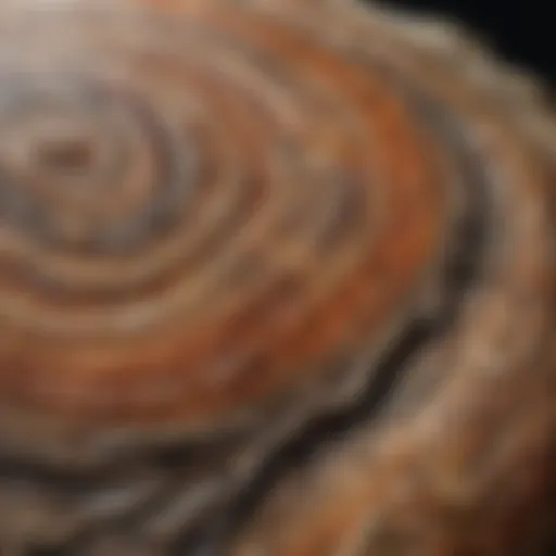 Close-up view of a petrified wood palm stone showcasing intricate patterns.