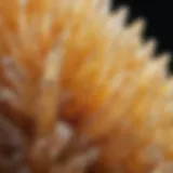 Close-up view of pineapple quartz showcasing its vibrant colors and unique formations.