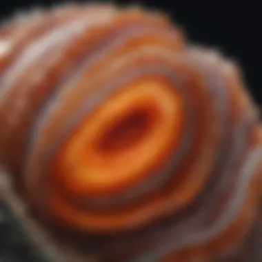 Close-up view of dragon vein agate showcasing its intricate patterns