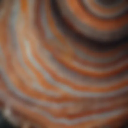 Close-up view of banded agate showcasing its intricate layers