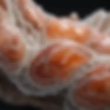 Lace agate featuring delicate, lace-like formations
