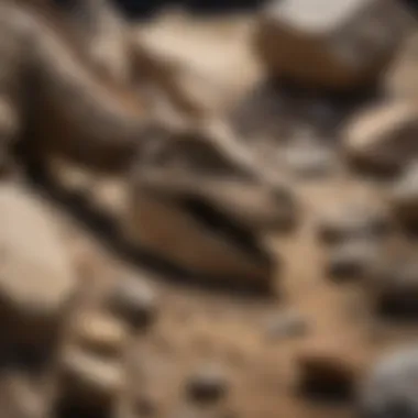 Uncovered Dinosaur Fossils Detailed view of dinosaur fossils uncovered in a kit