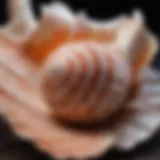 Close-up of a vibrant conch shell with intricate patterns