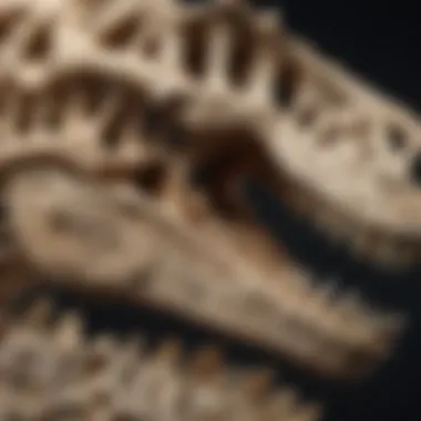 A detailed close-up of a dinosaur fossil, showcasing its intricate bone structure