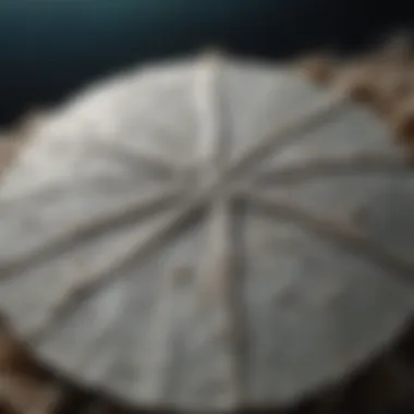 Intricate Structure of the Sea Dollar A close-up view of a sea dollar revealing its intricate skeletal structure.