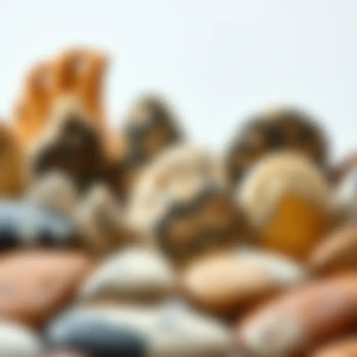 Dinosaur bone cabochons displayed in a collection highlighting their diversity