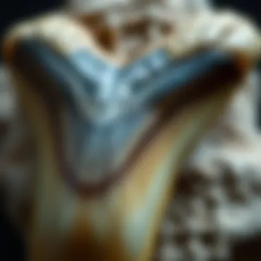 A close-up of the megalodon tooth revealing its intricate patterns