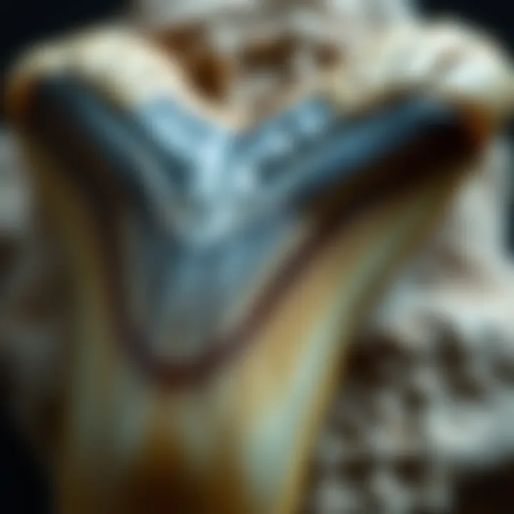 A close-up of the megalodon tooth revealing its intricate patterns