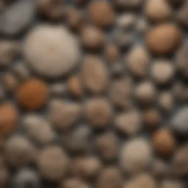 Diverse Fossil Collection from Germany Collection of diverse fossil types found in Germany