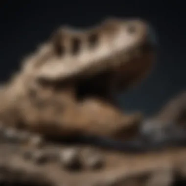 Fossilized Dinosaur Bone Discovery A detailed fossilized dinosaur bone found in Indonesia