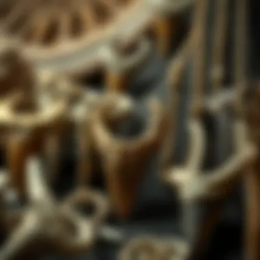 Cultural Heritage of Dinosaur Tooth Necklaces A historical display of various dinosaur tooth necklaces from different cultures.