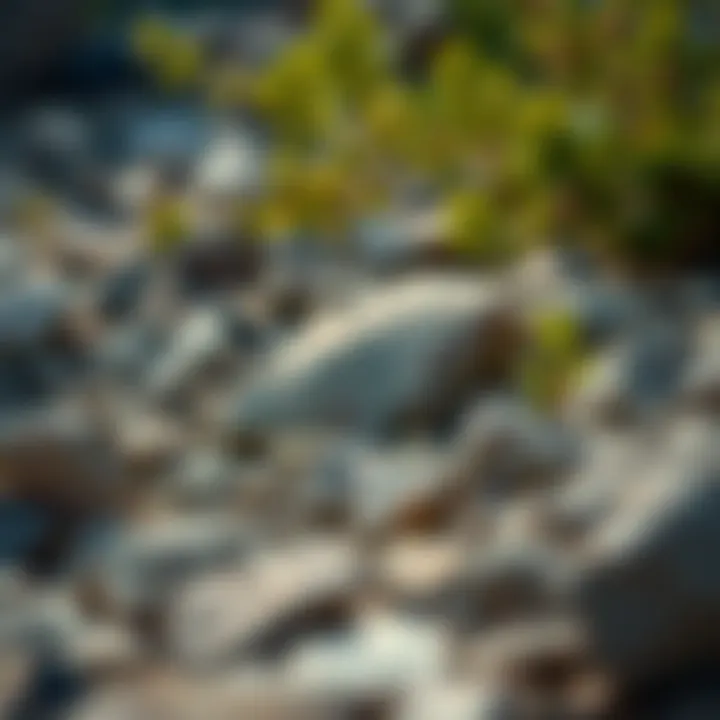 A natural landscape showcasing potential rock sources.