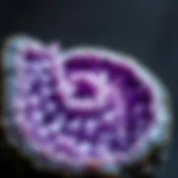 Close-up view of a stunning amethyst geode with intricate crystal formations