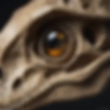 Close-up of a dinosaur skull highlighting unique features and textures