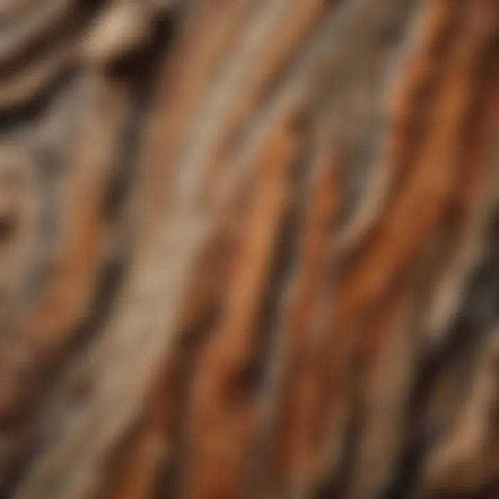 A close-up view of a rock resembling petrified wood showcasing its intricate patterns.