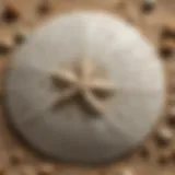 Detailed view of a sand dollar's skeletal structure