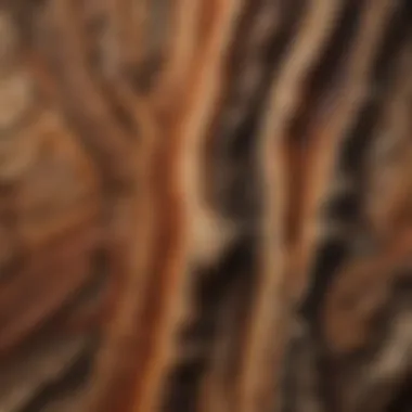 A close-up view of a beautifully preserved petrified wood stump, showcasing intricate wood grain patterns.