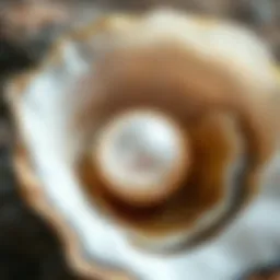 A close-up of a natural pearl nestled in an oyster shell.
