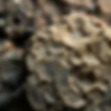 Leland Bluestone displaying its unique texture and color variations